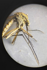 Aedes rusticus