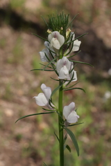 Misopates calycinum