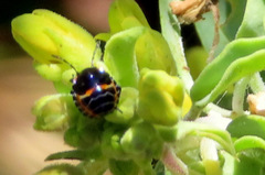 Murgantia histrionica