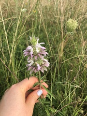 Monarda citriodora