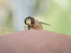 Syrphus vitripennis
