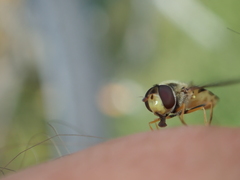 Syrphus vitripennis