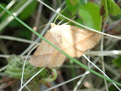 Metarranthis obfirmaria