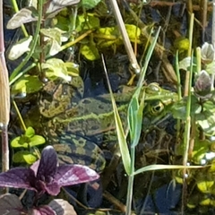 Pelophylax