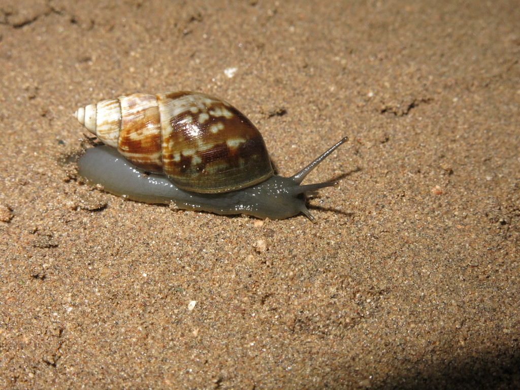 Scutalus versicolor