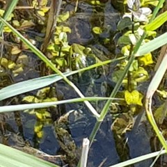 Pelophylax