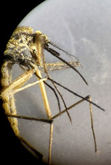 Aedes rusticus