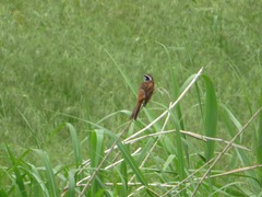 Emberiza cioides