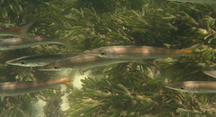 Sphyraena flavicauda