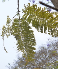 Jacaranda mimosifolia