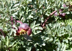 Paeonia brownii