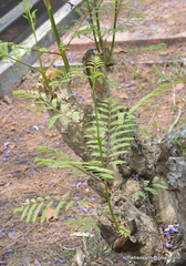 Jacaranda mimosifolia