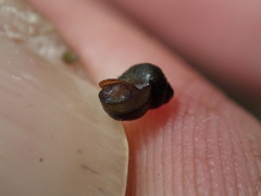 Fluminicola turbiniformis