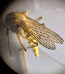 Aedes rusticus