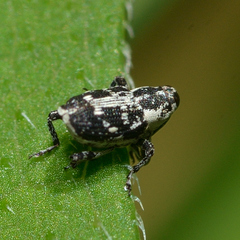 Cylindrocopturus quercus
