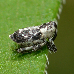 Cylindrocopturus quercus
