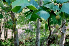 Platanus mexicana