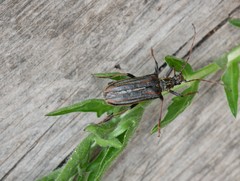Oxymirus cursor