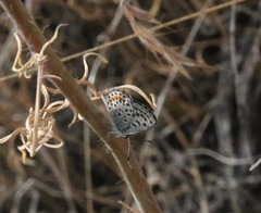 Euphilotes bernardino