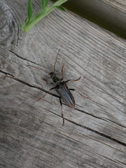 Oxymirus cursor