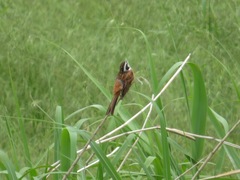 Emberiza cioides