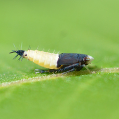 Scaphoideus incisus