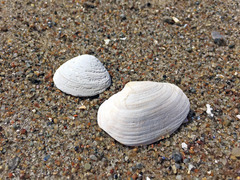 Mya arenaria