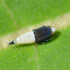 Scaphoideus incisus