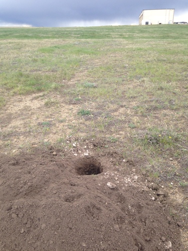 American Badger photographed in Montana