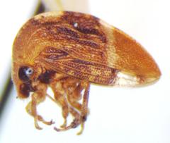 Adippe inaequalis