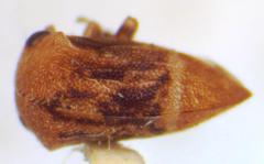 Adippe inaequalis