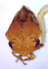 Adippe inaequalis