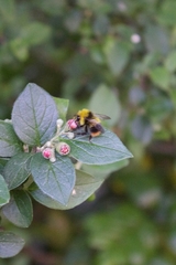 Bombus pratorum