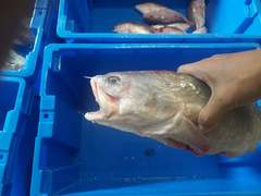 Urophycis brasiliensis