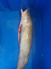 Urophycis brasiliensis