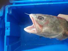 Urophycis brasiliensis