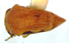 Adippe