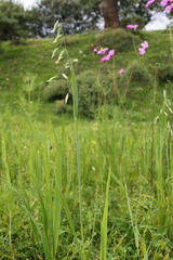 Avena fatua