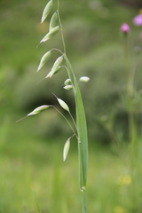 Avena fatua