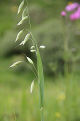 Avena fatua