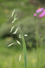 Avena fatua