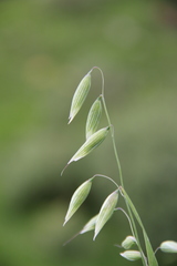 Avena fatua