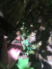 Taenidia integerrima