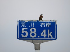 Emberiza cioides