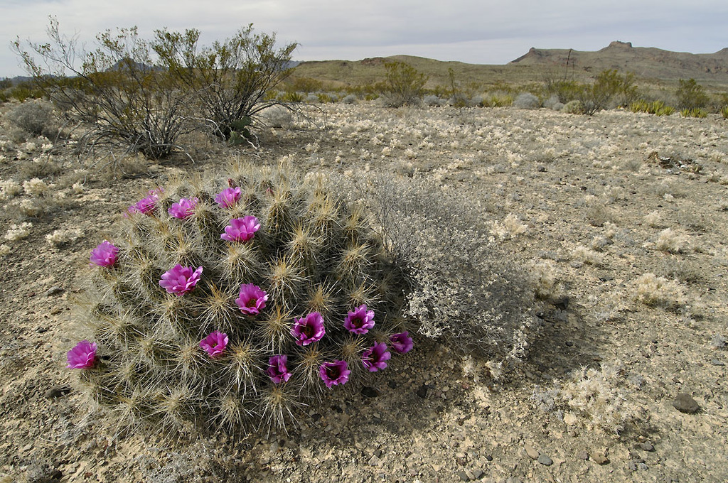 strawberry hedgehog cactus (Echinocereus stramineus)  iNaturalist