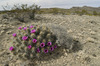 Strawberry Hedgehog Cactus - Photo (c) Ad Konings, some rights reserved (CC BY-NC), uploaded by Ad Konings