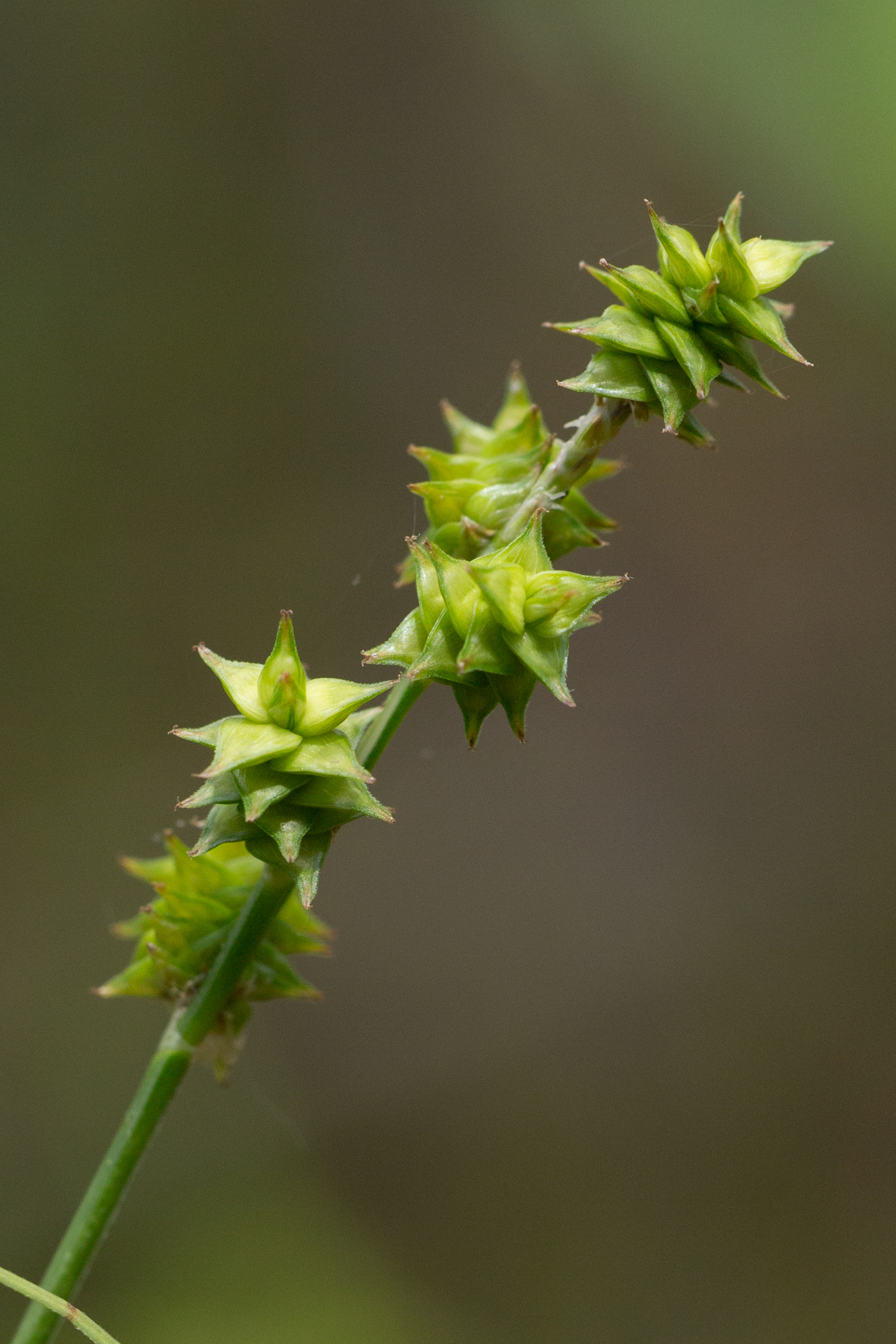 Carex atlantica