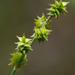 Prickly Bog Sedge - Photo (c) dogtooth77, some rights reserved (CC BY-NC-SA)