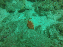 Pristigenys serrula