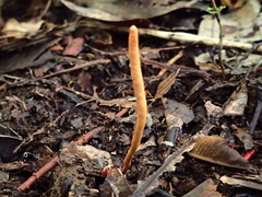 Ophiocordyceps melolonthae